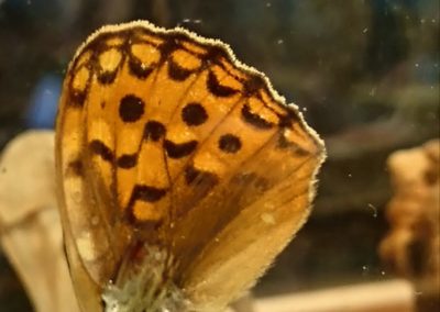 16 Entomolomani vinge 72 dpi _20180218_122520